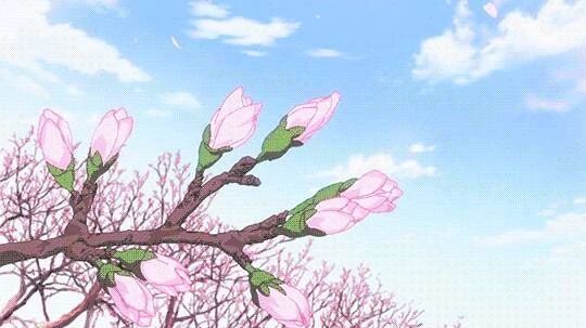朴树:那些花儿开了~ 你们来了吗?