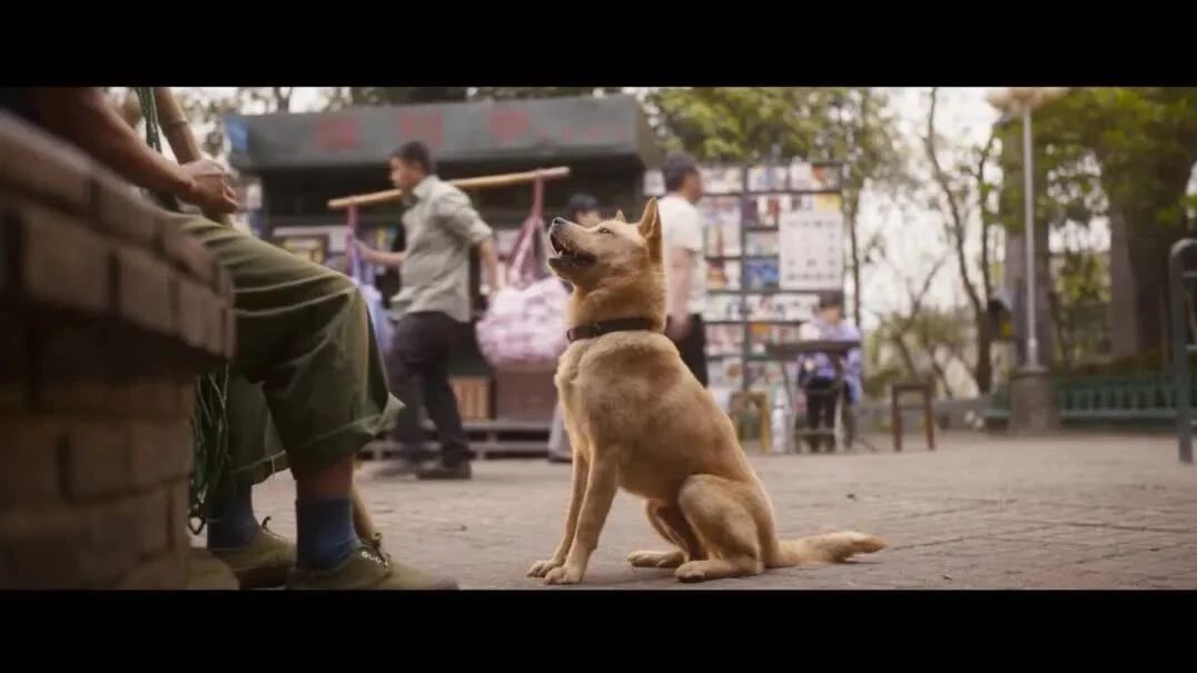 收录于合集⭐冯小刚的《忠犬八公》这个人与狗的老故事为何如此感人