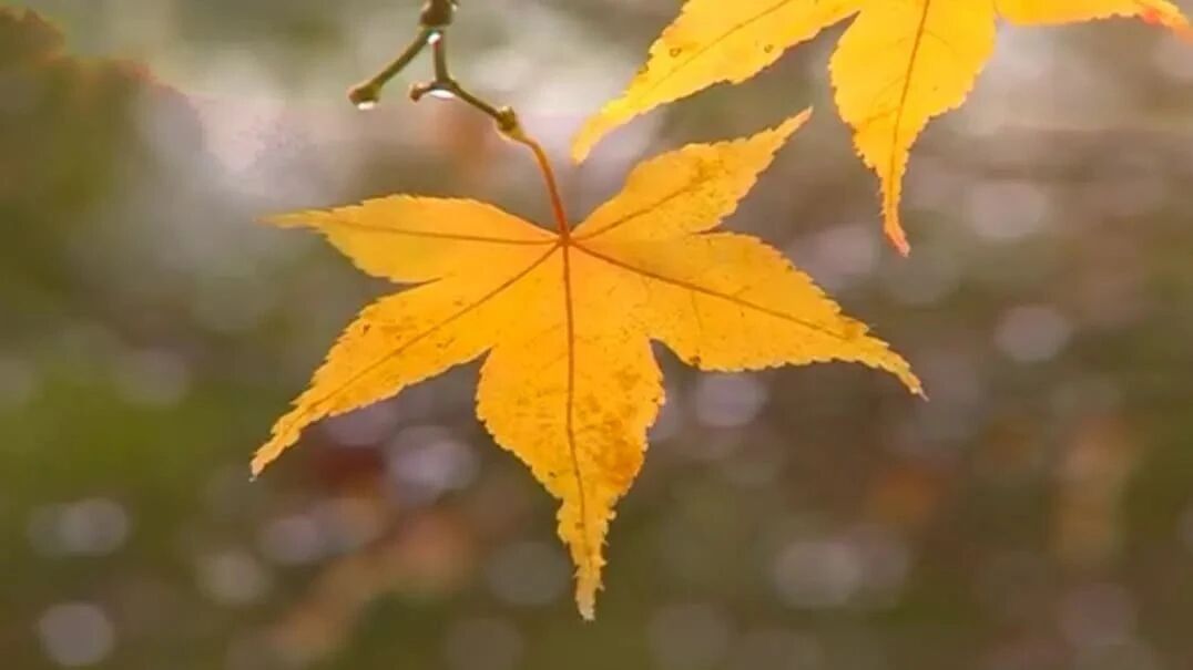 收录于合集⭐又是一年处暑时！时光未央，岁月静好