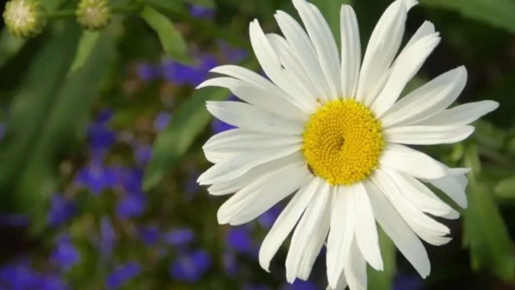 收录于合集⭐静静聆听，轻音乐《爱的颜色》