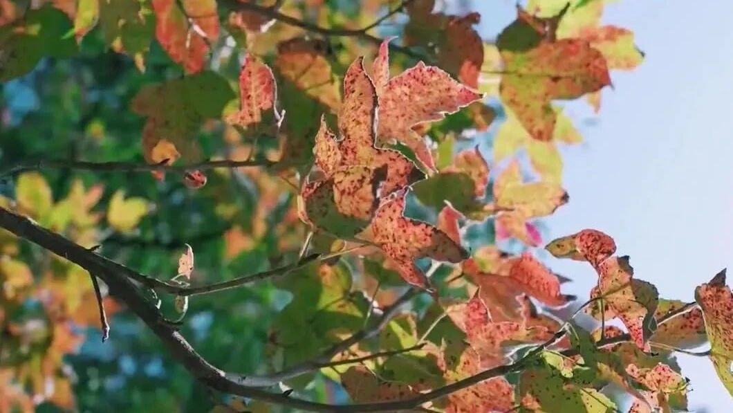 用音乐传递问候，周五快乐！