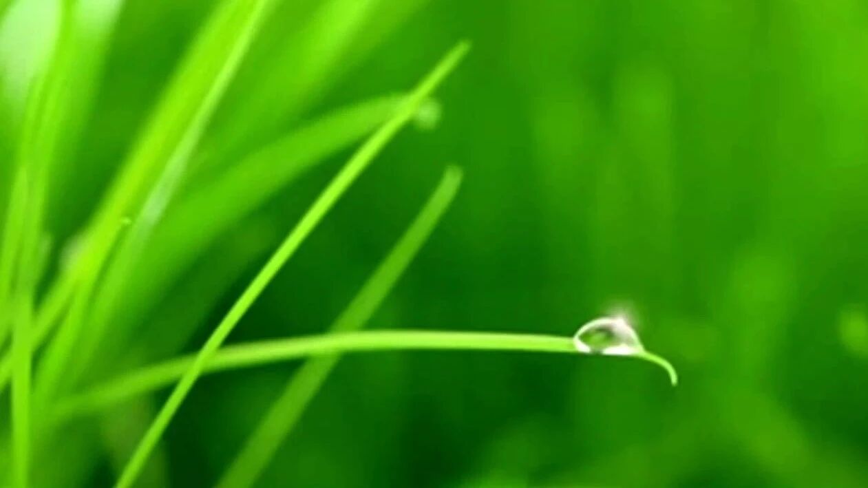 收录于合集⭐处暑，听一曲《风的呢喃》，吹走暑热，迎来秋凉~