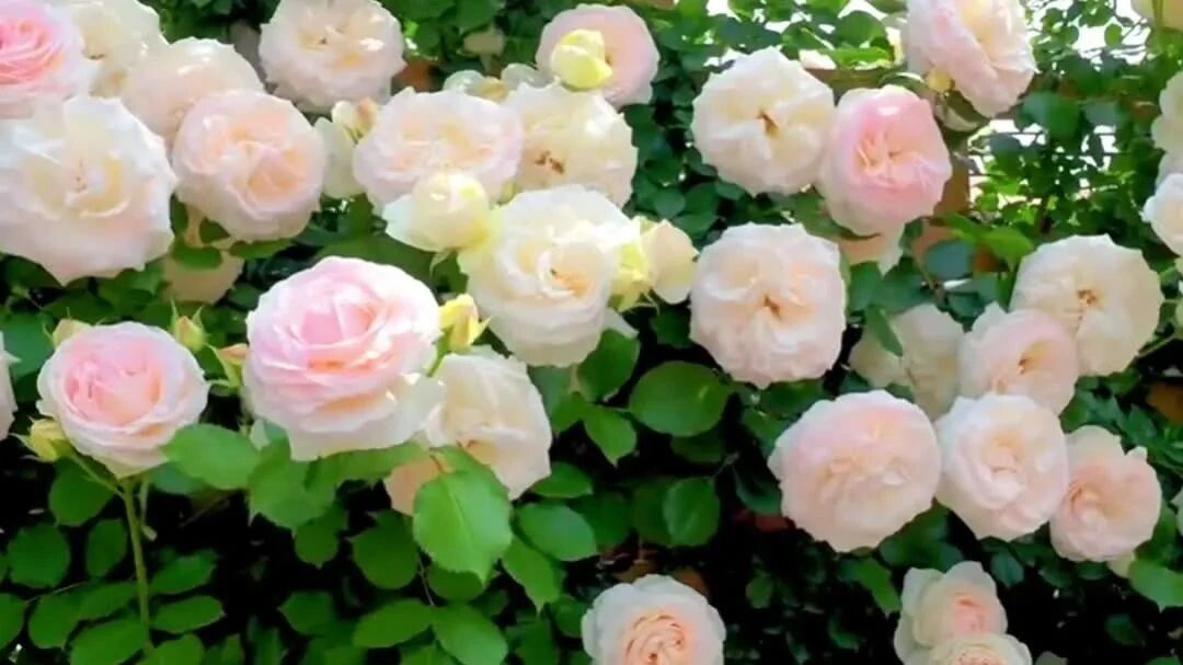 收录于合集⭐美丽七夕节，一首《我俩的时光》，献给知心爱人！