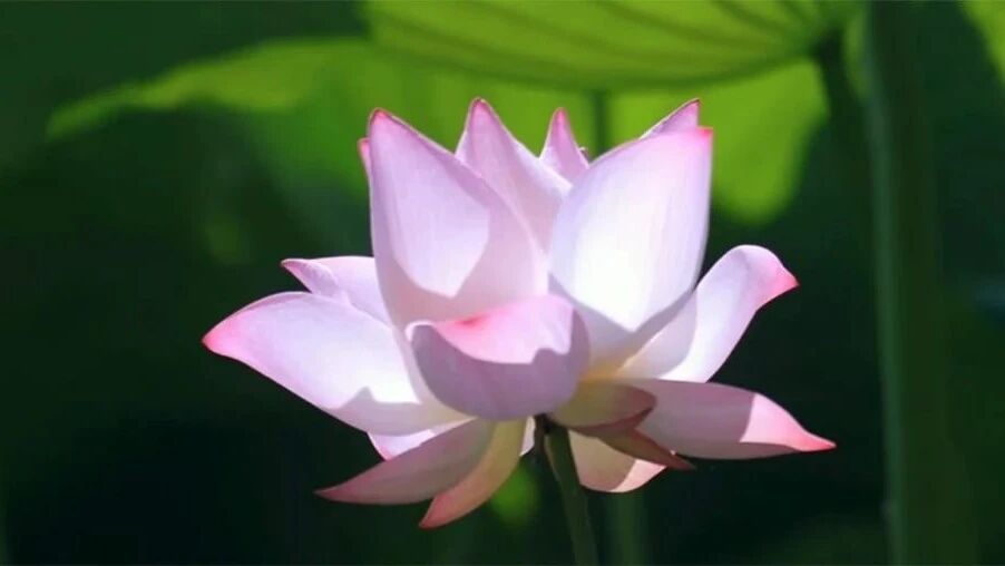 处暑：浅秋已至，念念秋安