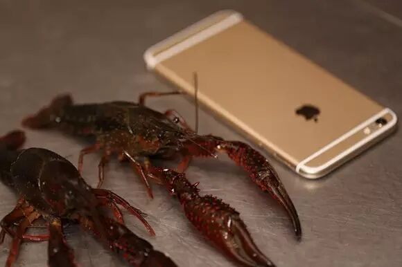 小龙虾肉质松散为什么_小龙虾肉质松散是什么原因_龙虾肉松散的原因