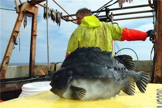圆鳍鱼_藻鳍岩鱼在哪里掉_小菠萝鱼并鳍