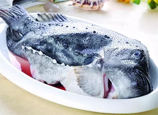 圆鳍鱼_藻鳍岩鱼在哪里掉_小菠萝鱼并鳍