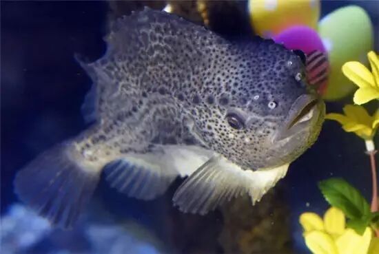 圆鳍鱼_藻鳍岩鱼在哪里掉_小菠萝鱼并鳍