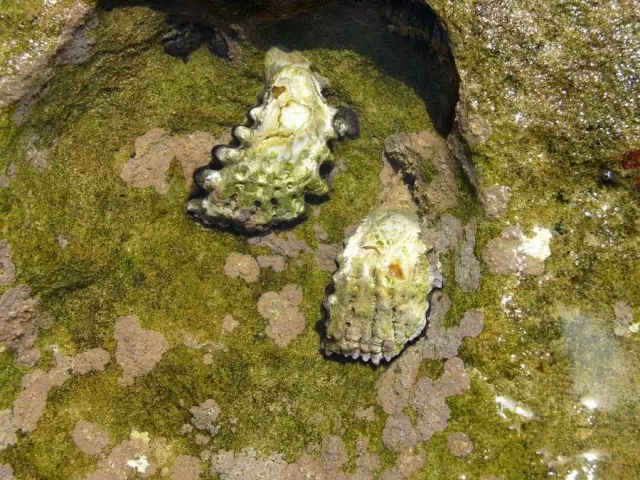 黑齿牡蛎
