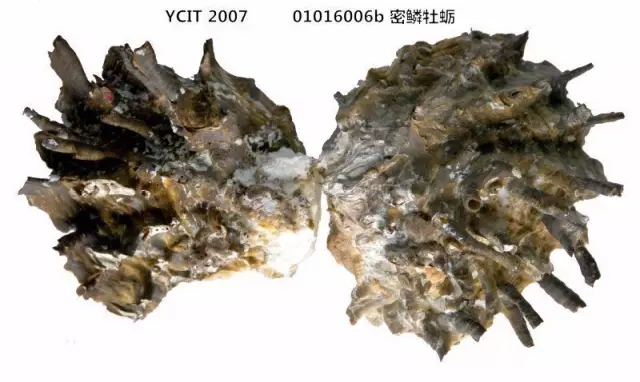 密磷牡蛎