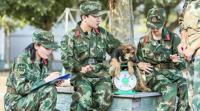 《奇兵神犬》高萌幼犬亮相,杨烁姜潮遇丢犬危机张馨予“艾勒薇斯”情感大反转