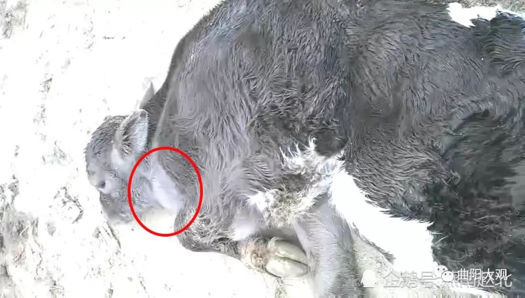 据网友介绍,6月5日下午,保定市曲阳县晓林乡一养牛户,饲养的一头母牛图片