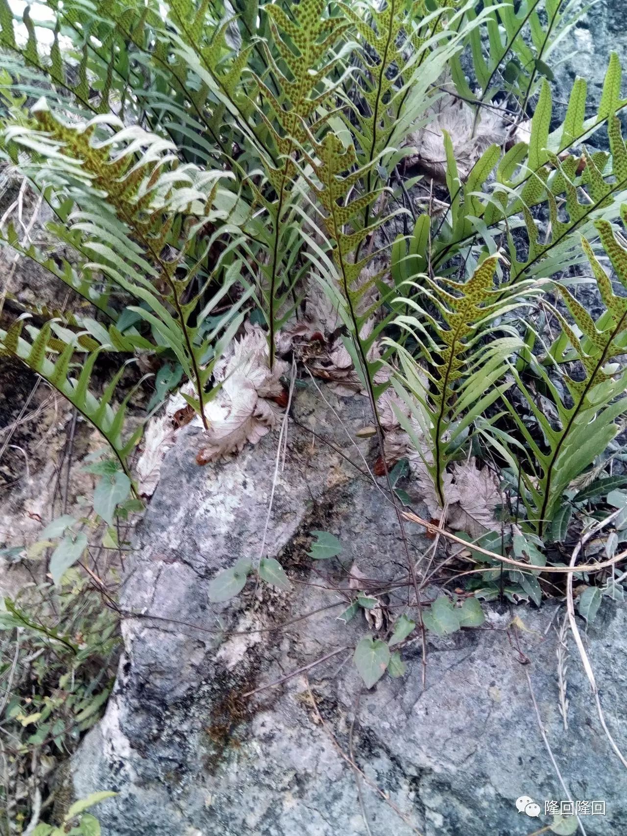 隆回植物崖姜少有人走的路