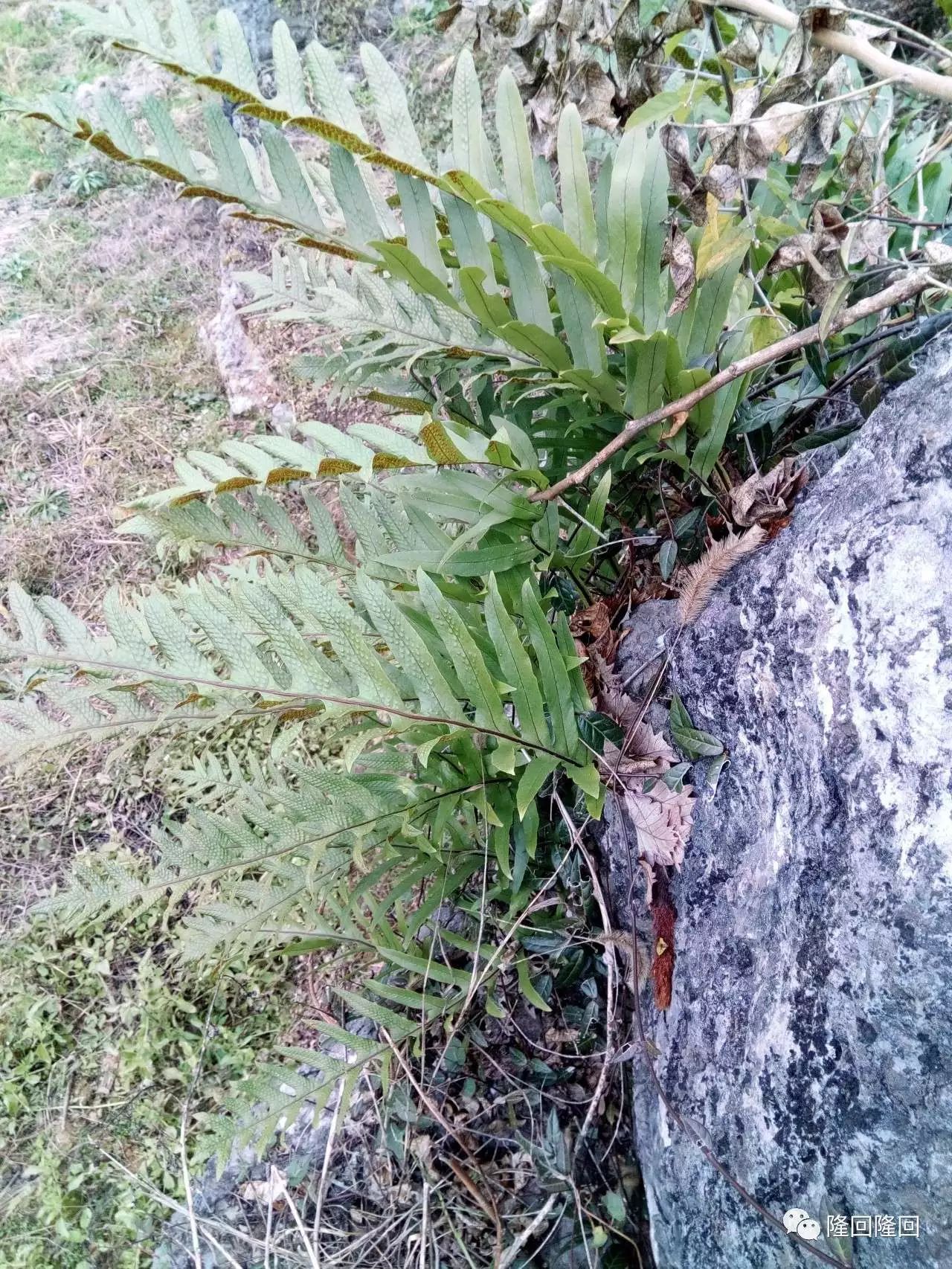 隆回植物崖姜少有人走的路