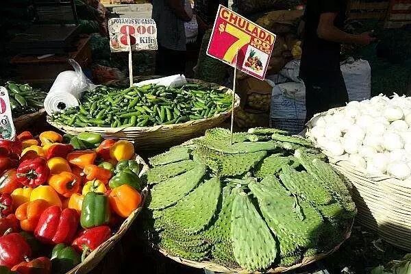 菜市场上的仙人掌