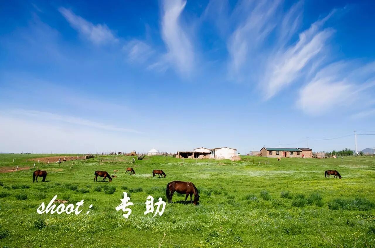 花开成海 伊犁木斯草原之恋 自由微信 Freewechat