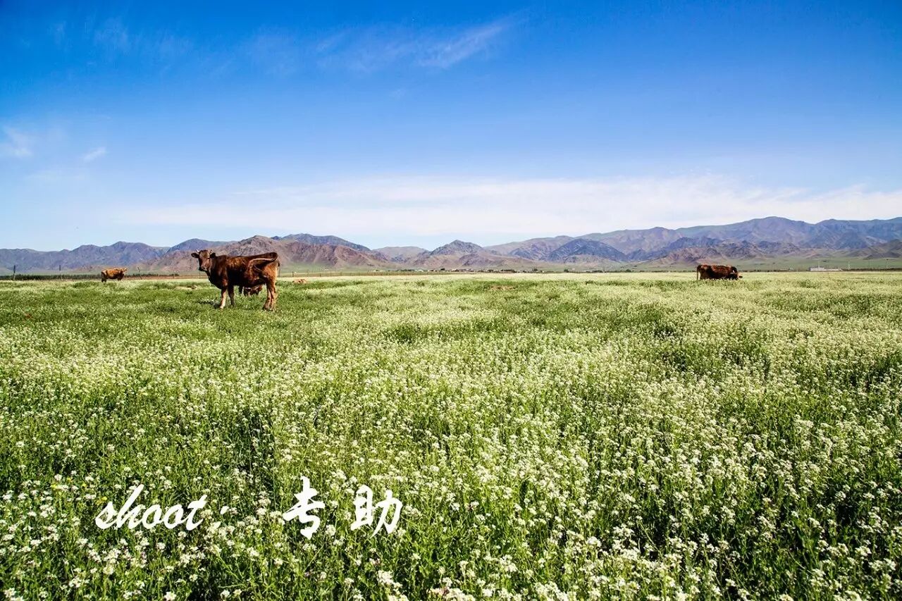 花开成海 伊犁木斯草原之恋 自由微信 Freewechat