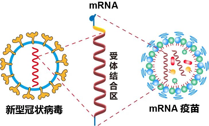 我国首个新冠mrna疫苗获批启动临床试验