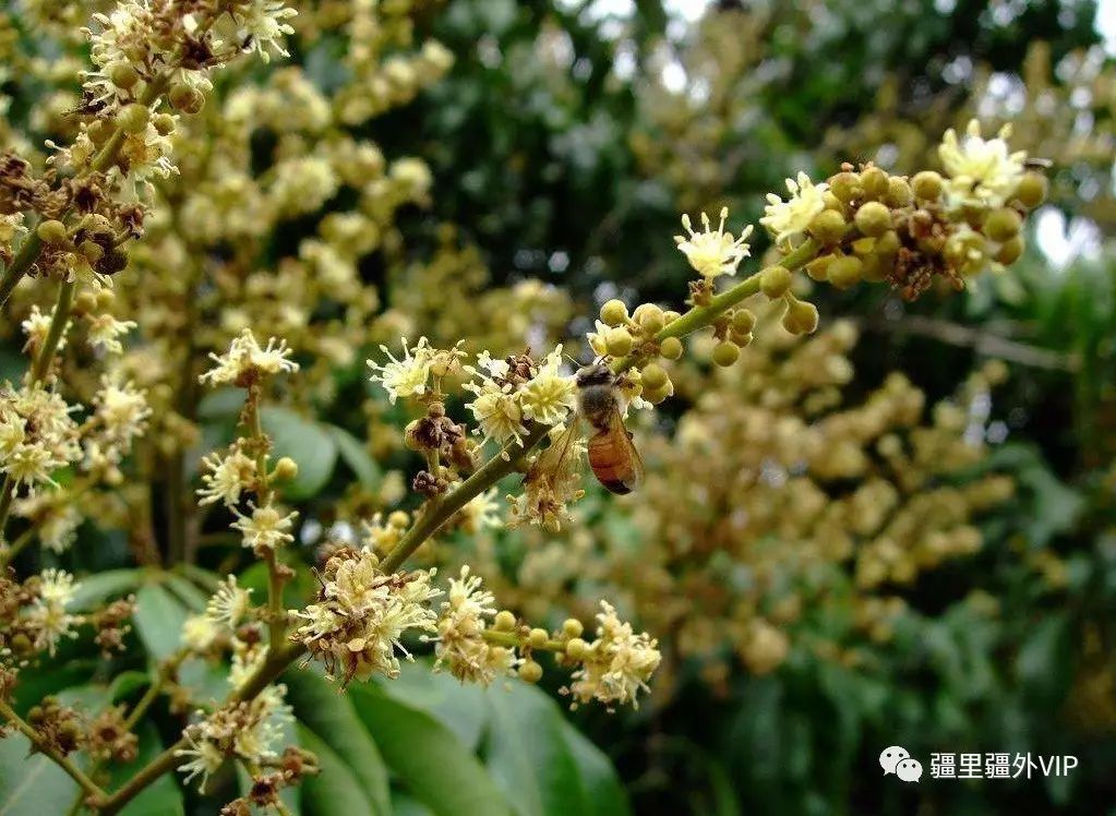 (蜜蜂采荔枝蜜)