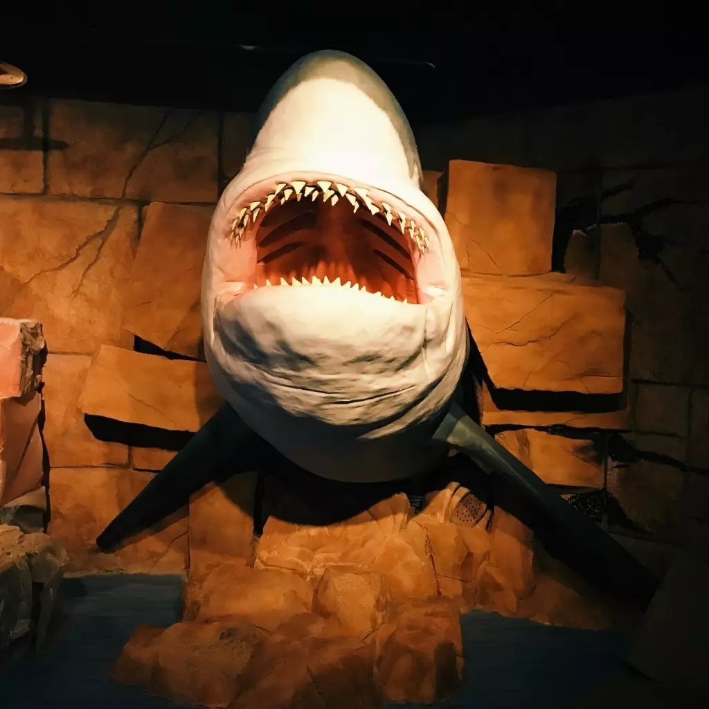奇异凶猛的战神——锤头鲨