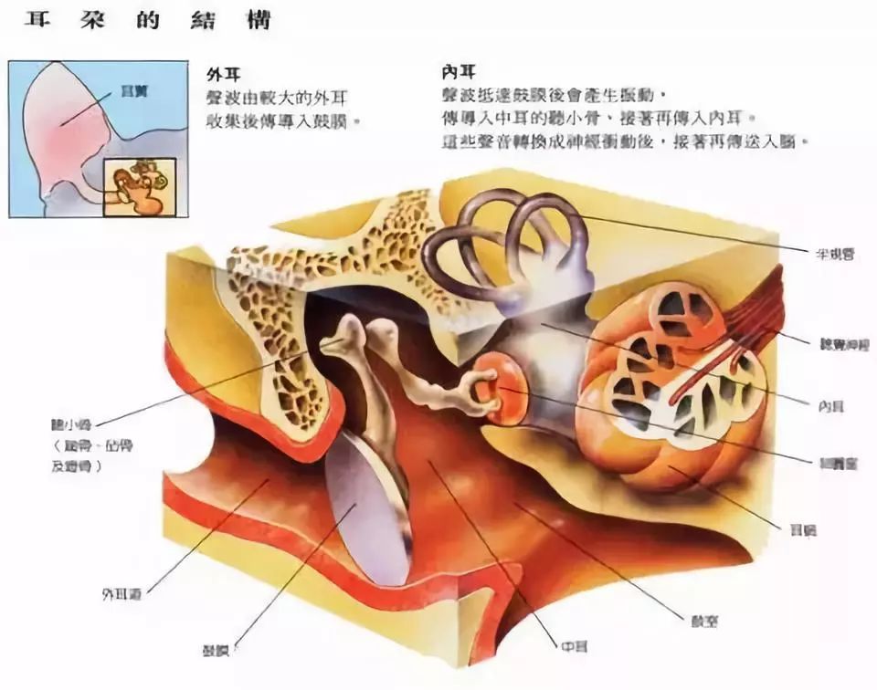 代偿反应或受损的血供范围涉及到了中耳肌肉的神经或肌肉本身血供造成