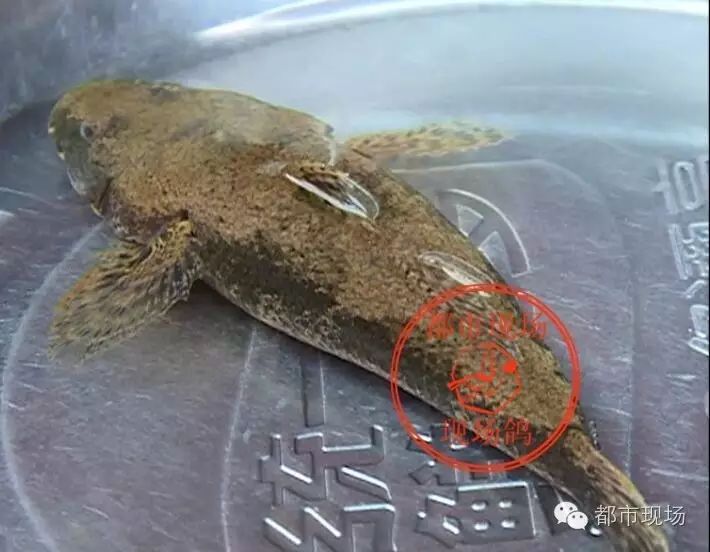 咱们还是问问专家吧 沙塘鳢俗称土步鱼,是淡水鱼类名贵品种之一,个体