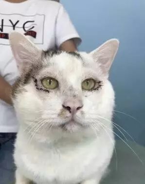 猫猫下眼睑内翻眼睛睁不开,医生给它做了个双眼皮手术后.