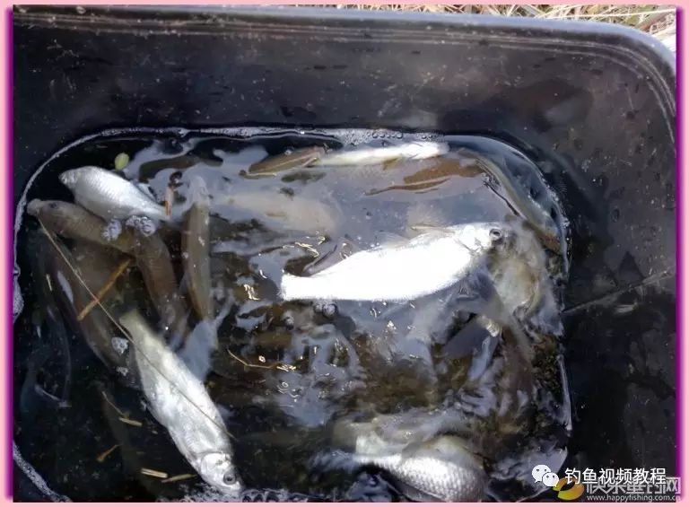 筏钓王家坝 鱼获醉心窝