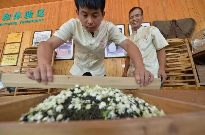 他与茉莉结缘,倾心做茶35年,名师高徒共绘春伦茉莉茶香梦……