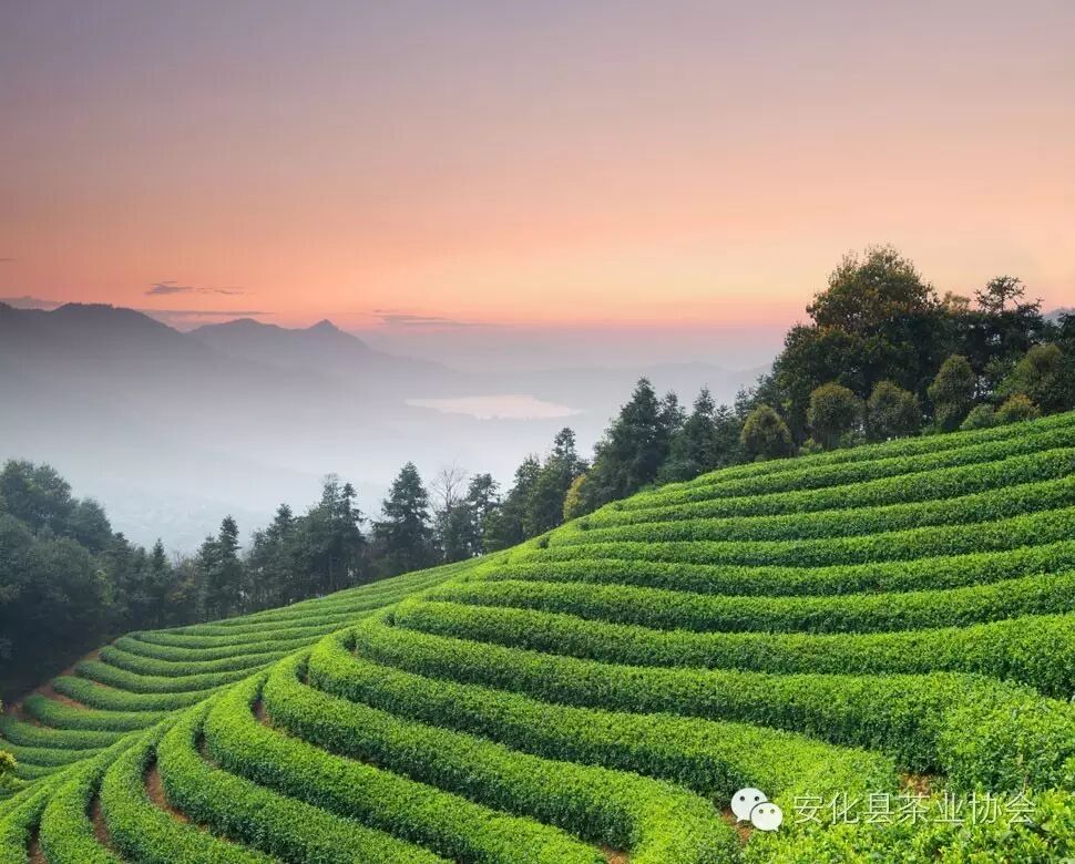 产业兴 百姓乐——安化黑茶产业挑起精准扶贫大梁，近两年帮助5