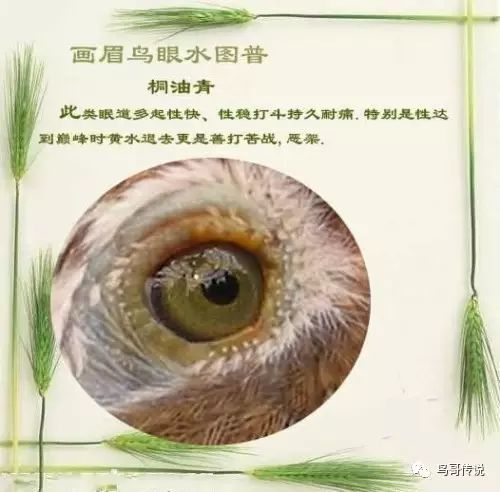 画眉鸟的"眼睛"综合描述之二_青岛甜品材料批发交流组