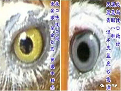 画眉鸟的"眼睛"综合描述之二