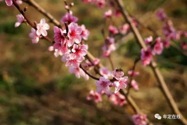 玩在牟定 | 明天赶猫街,来一场牟定安乐一日游,爬山、赏花、跳脚、喝酒(内附游玩攻略)