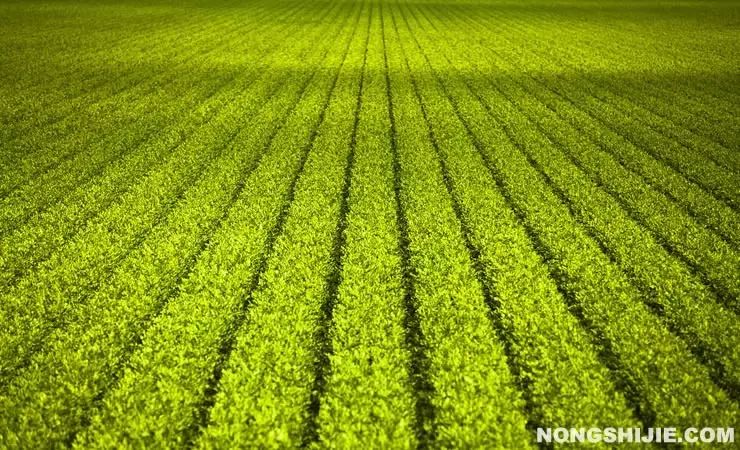 互联网农业创业项目 农业互联网方向的创业该如何进行？