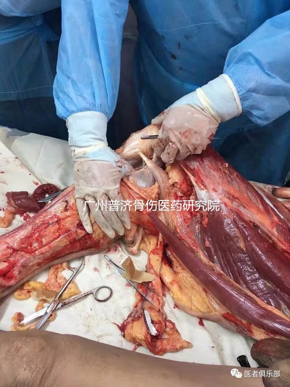 【9月22日--郑州】全国针刀微创新鲜尸体解剖临床高级