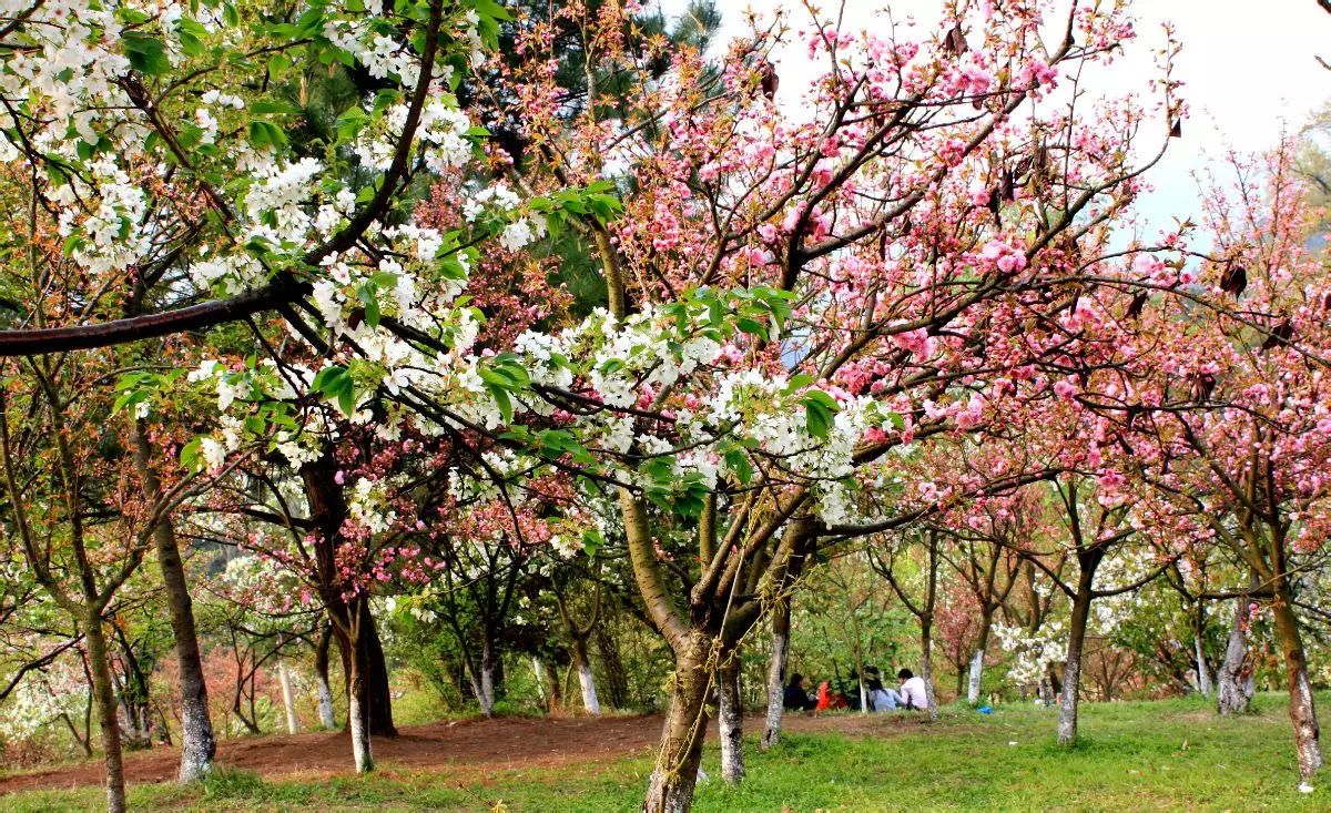 平坝农场樱花园