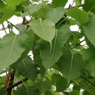 吴冠中：菩提树
