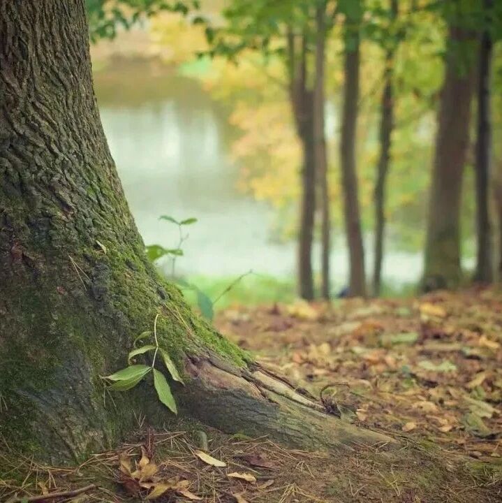 朗诵 | 三毛：如果有来生