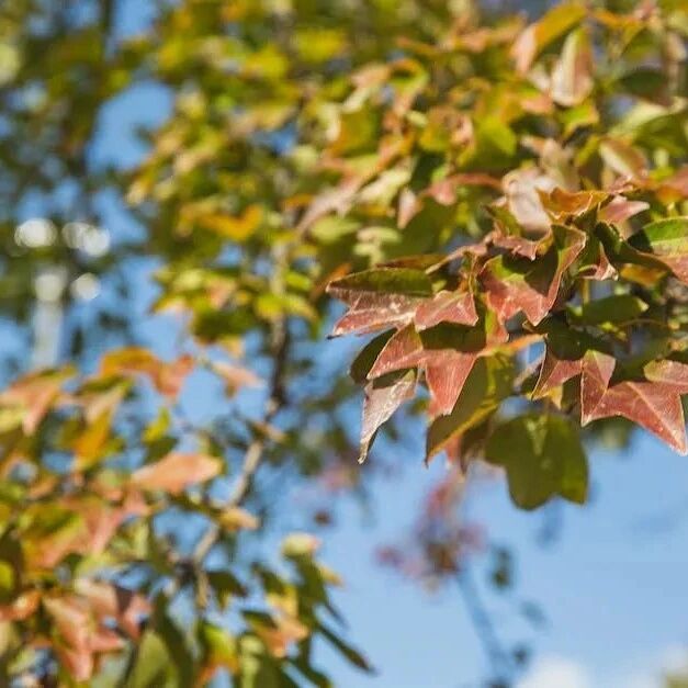 朗诵 | 阿紫：走过季节
