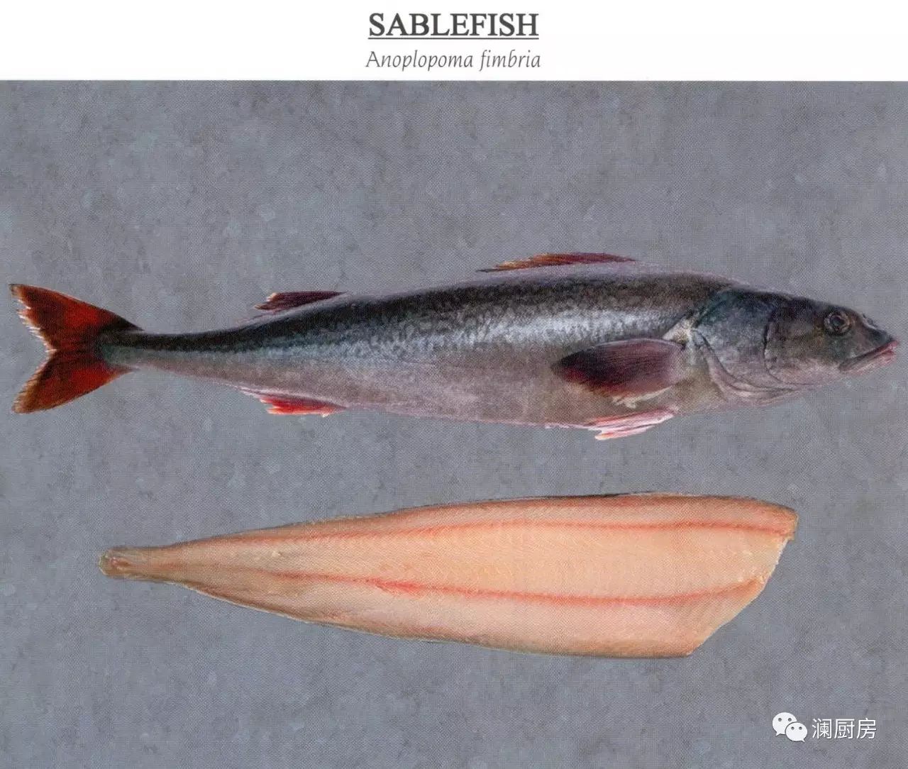 来自 美国阿拉斯加的黑鳕鱼,英文名叫做alaska black cod或sablefish