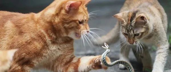 橘猫遇到一条蛇，蛇还想反抗，结果来了一群猫！蛇：蠢橘别叫猫，单挑啊！！
