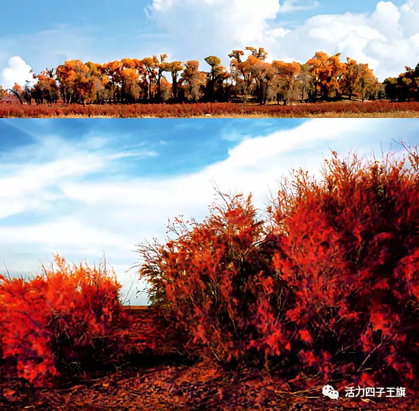 话说四子王旗|你知道四子王旗有这么美的胡杨林吗?