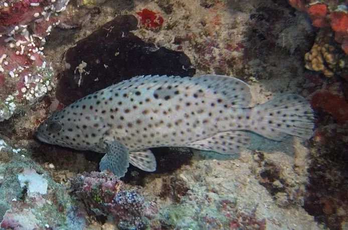 珊瑚石斑鱼潜行者百科