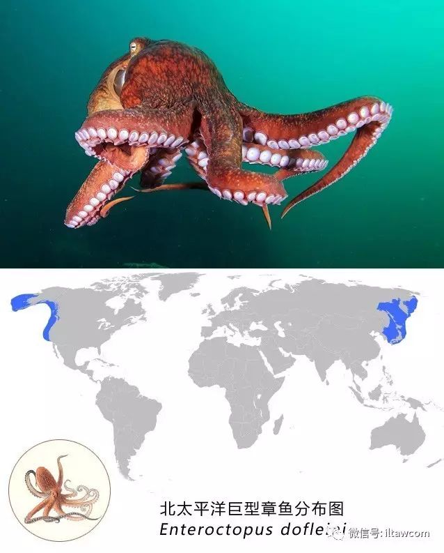 north pacific giant octopus