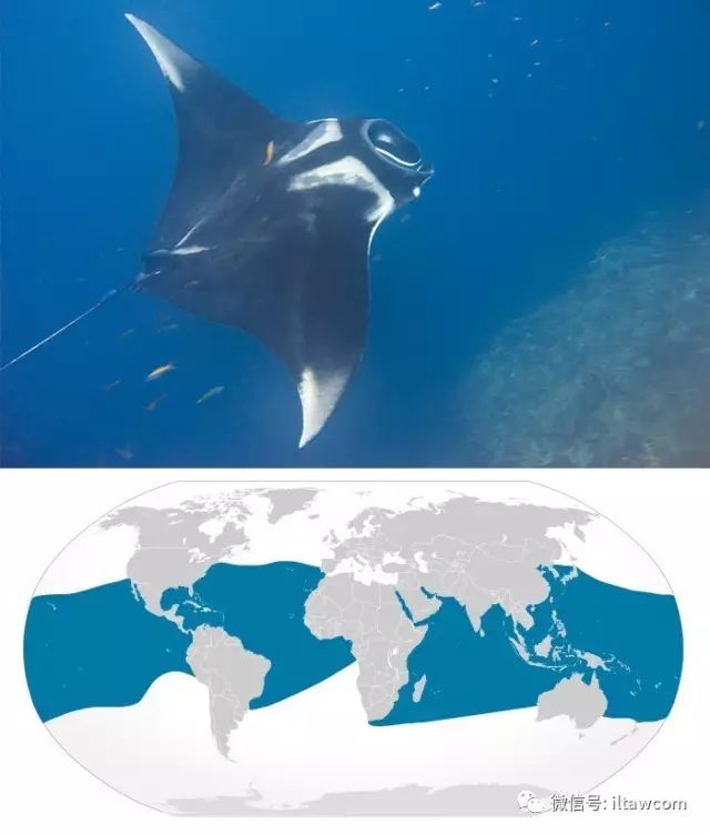 giant oceanic manta ray