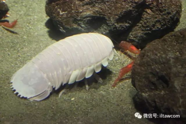 有记录表明,饲养于日本三重县鸟羽水族馆的大王具足