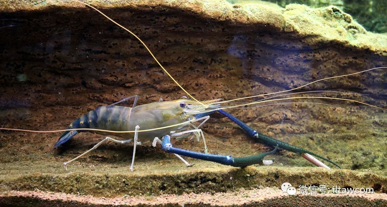 体型最大的淡水虾类之一淡水长臂大虾