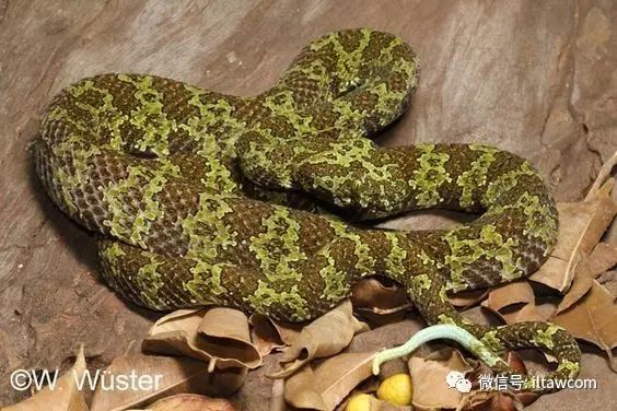 动物世界中的10大陆生剧毒蛇类 动物世界微信公众号文章