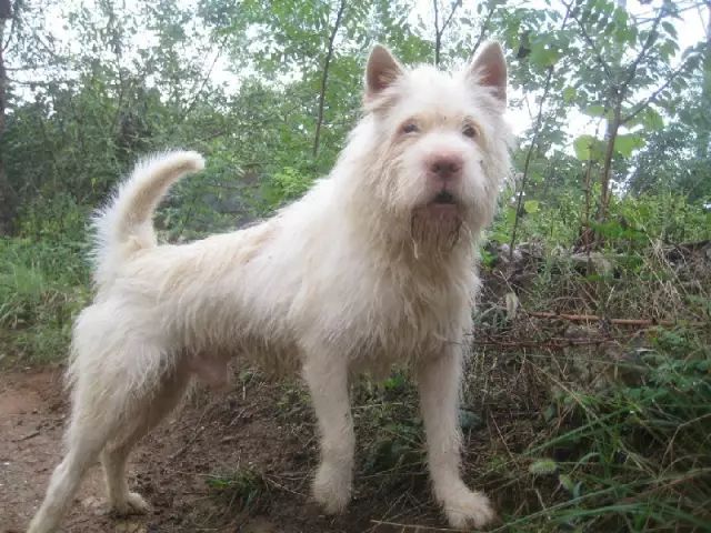 中國的本土犬種 動物世界 微文庫