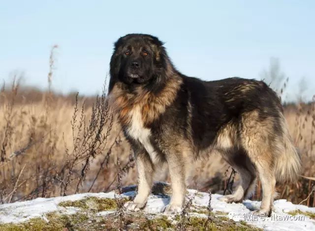 體形最大的猛犬之一高加索犬 動物世界 微文庫